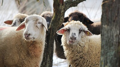 Aldığınız kurbanın tüm bilgileri artık cepte!