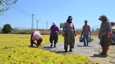 Çinliler ABD'den vazgeçti üzümü Manisa'dan alacak