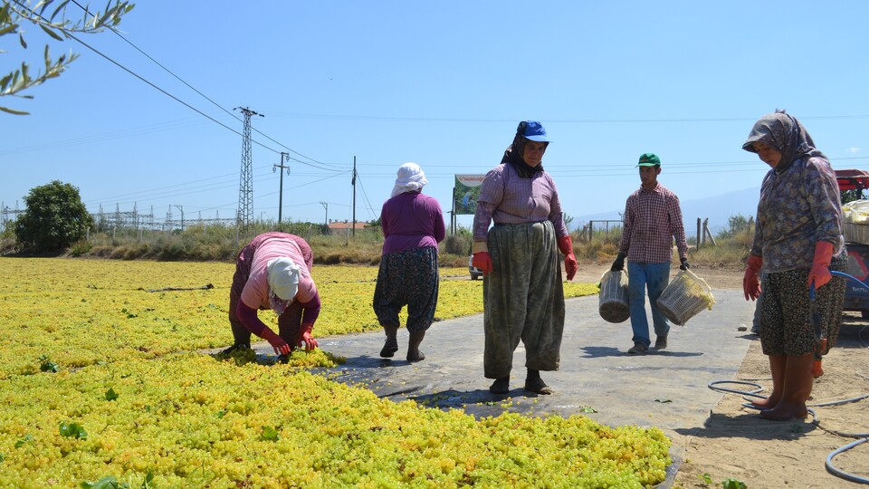 Çinliler ABD'den vazgeçti üzümü Manisa'dan alacak