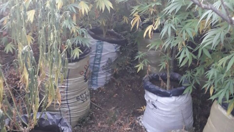 Mısır tarlasında uyuşturucu yetiştiren şüpheliler yakalandı