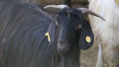 Kurbanlık fiyatları ne kadar?