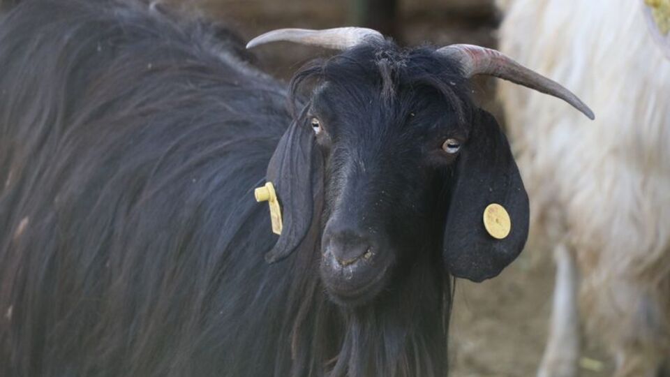 Kurbanlık fiyatları ne kadar?