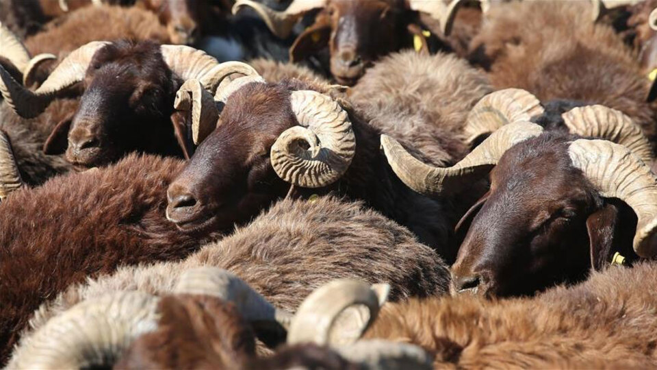 50 bin küçükbaş dağıtımı başlıyor