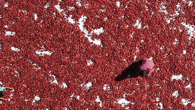 Dondurma kentinde "acı" hasat