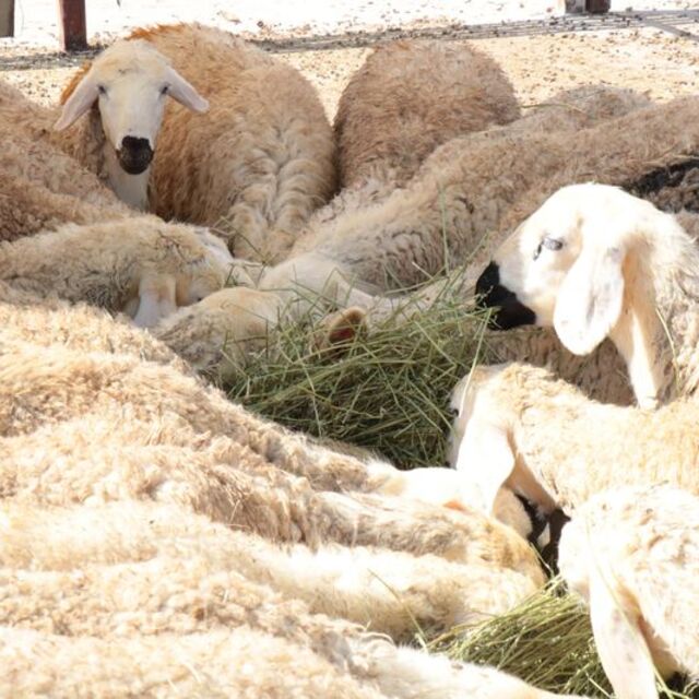 Kurban Bayramı tatili ne zaman bitiyor?