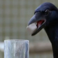 Karganın müthiş zekası