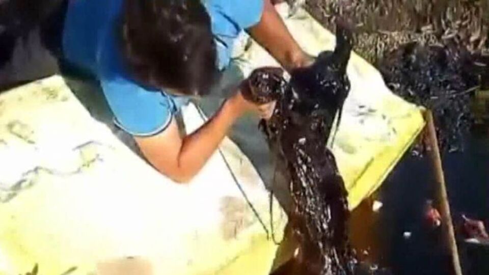 Sese doğru gittiklerinde... "Çok çaresizdi"