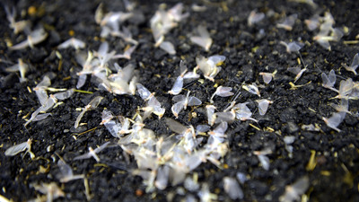 Kelebeklerin ölüm uçuşu! Yer bembeyaz oldu