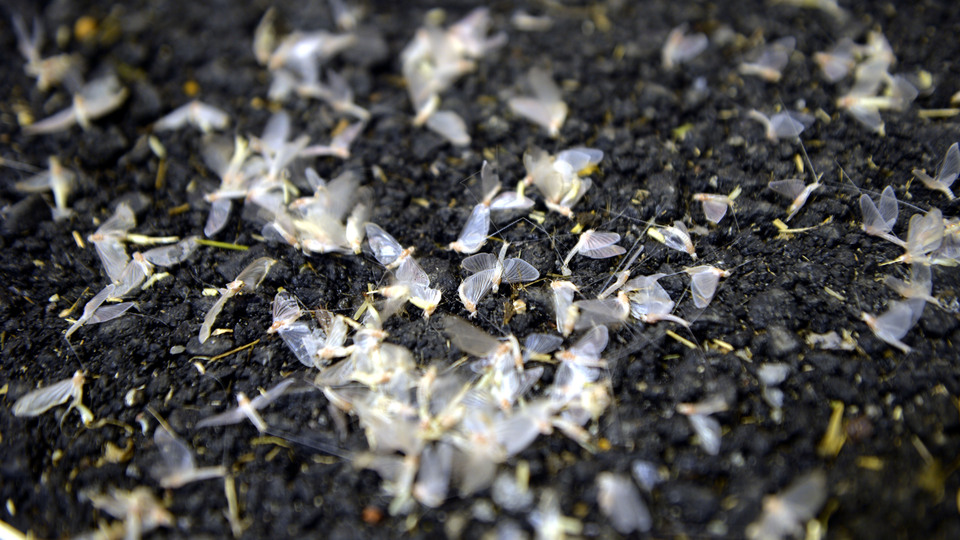 Kelebeklerin ölüm uçuşu! Yer bembeyaz oldu