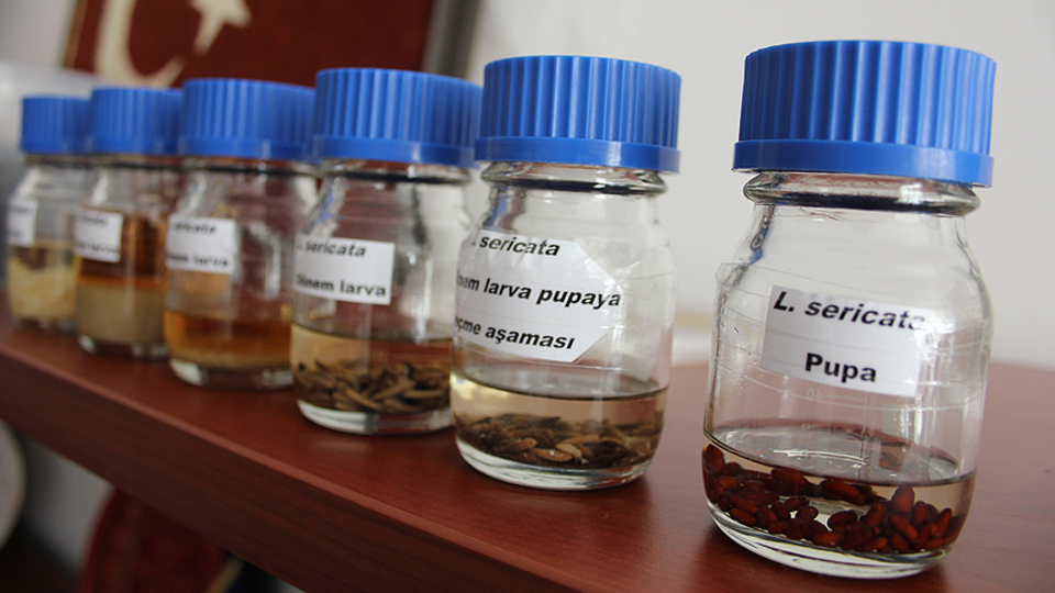 Diyabet yaralarına sinek larvaları şifa oldu!