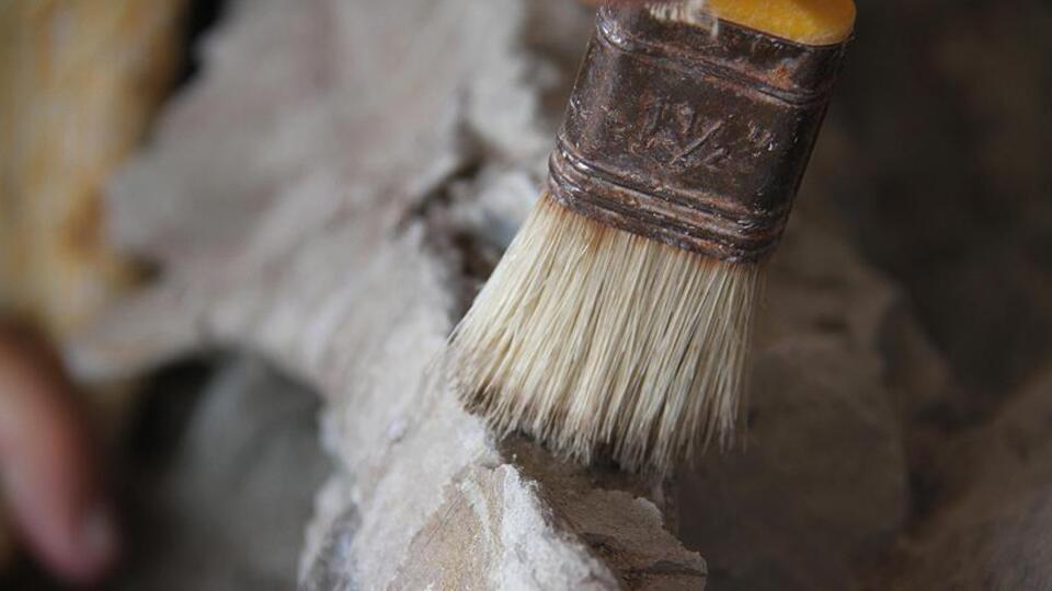 Kanada'da 23 milyon yıllık fosil bulundu!