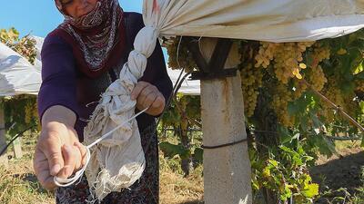 Tarım sigortası ne kadar?