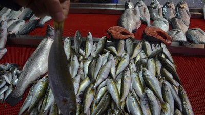 On balıktan biri hava kargoyla ihraç edildi