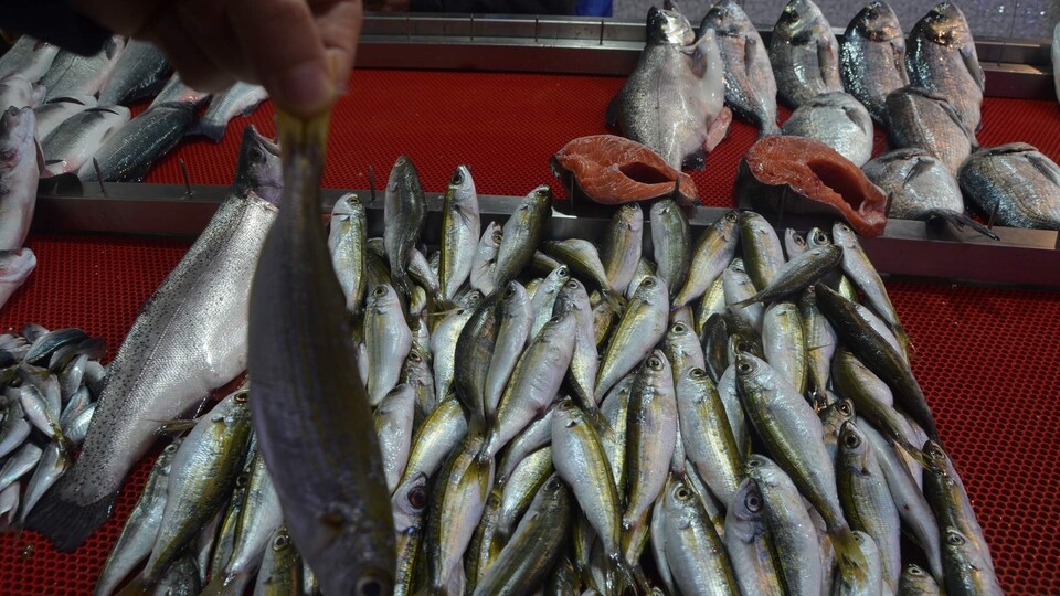 On balıktan biri hava kargoyla ihraç edildi