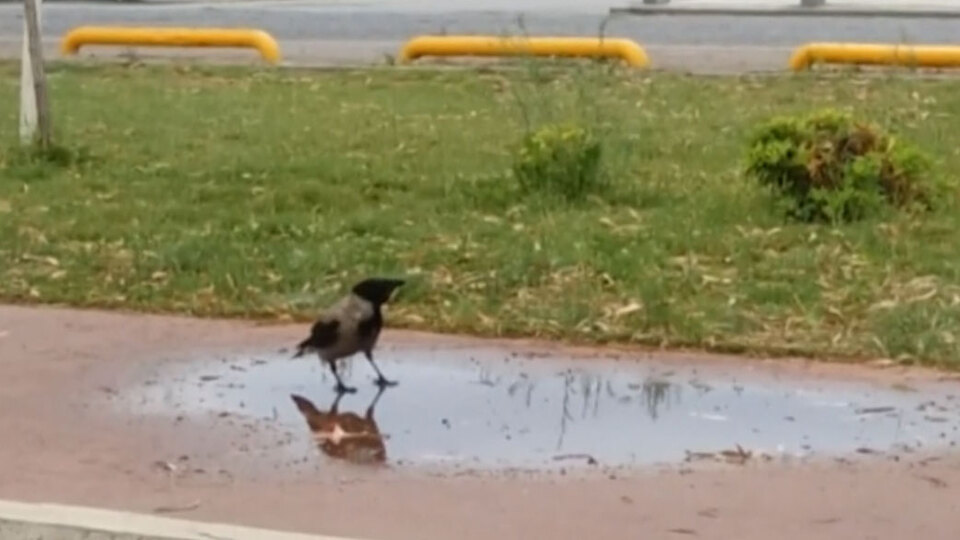Karga krakeri nasıl yer? Zekasıyla hayrete düşürdü!