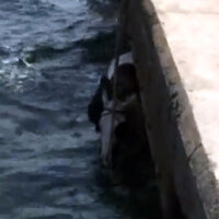 Sarıyer'de bir kişi atla birlikte denize düştü