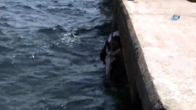 Sarıyer'de bir kişi atla birlikte denize düştü