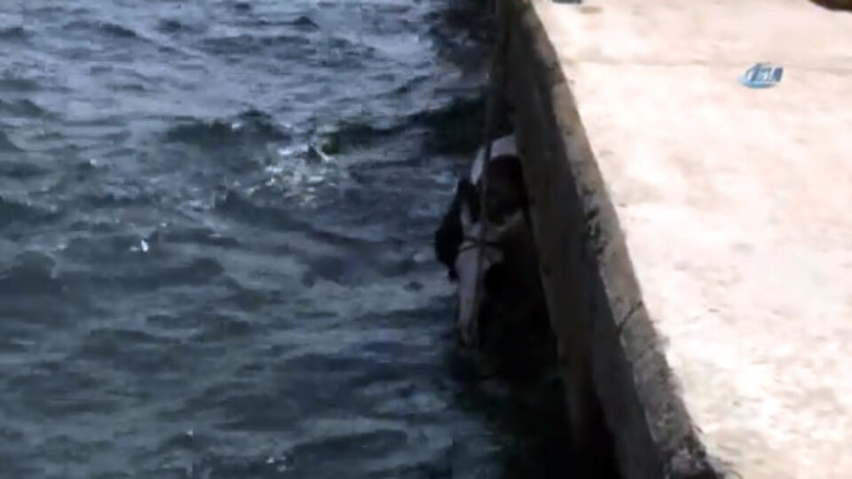 Sarıyer'de bir kişi atla birlikte denize düştü