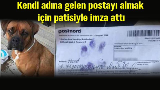 Kendi adına gelen postayı almak için patisiyle imza attı