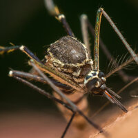 Sivrisineklerin bulaştırdığı en tehlikeli hastalıklar!