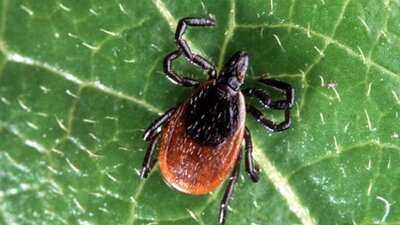 Uzmanlardan 'kene' uyarısı!