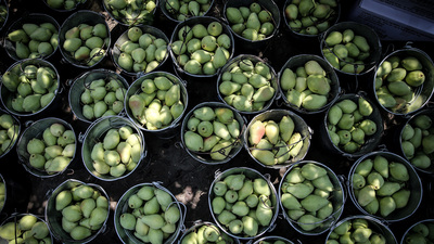 Türkiye'nin "armut bahçesi" Gürsu