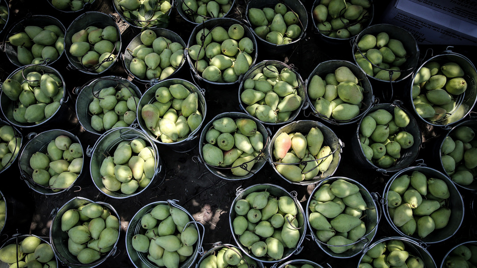 Türkiye'nin "armut bahçesi" Gürsu