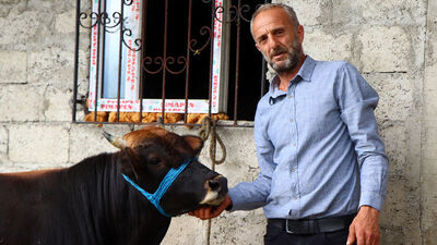 O boğanın akıbeti belli oldu! Ünlü sanatçı almak istiyor...