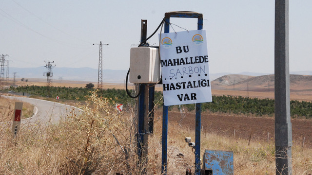 Brezilya'dan getirmişlerdi! Teker teker ölmeye başlayınca...