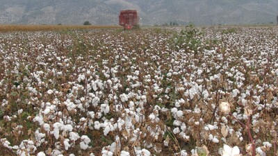 Pamukta bu yıl işler yolunda