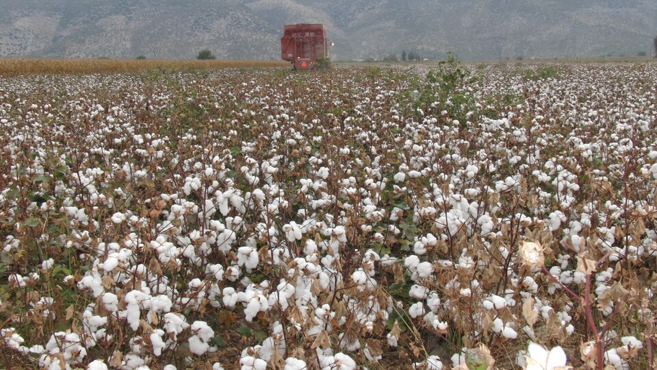 Pamukta bu yıl işler yolunda