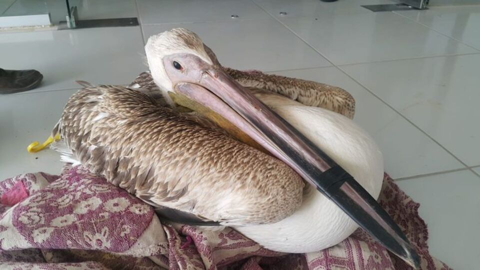 Tarlasını sürüyordu, birden gökten düştü!