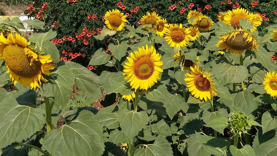Ayçiçeği ön alım fiyatı açıklandı