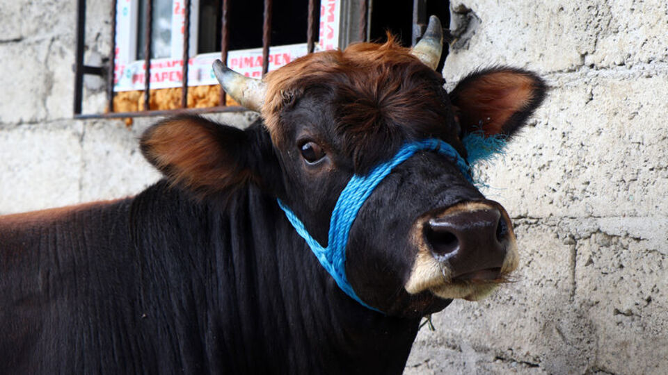 Ünlü sanatçı dediğini yaptı! Onun adı artık 'Ferdinand'