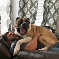 Boyuna aldırış etmedi! Sahibine atlayınca olanlar oldu