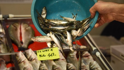 1 Eylül'de balık sezonu başlıyor ama 3-5 liraya palamut hayal!