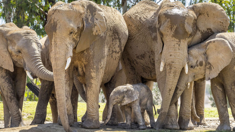 Fillerin yaşadığı kıtalar