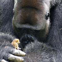 Ördek ile köpeğin ilginç dostluğu!