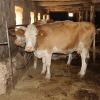 Şarbon belirtileri neler?