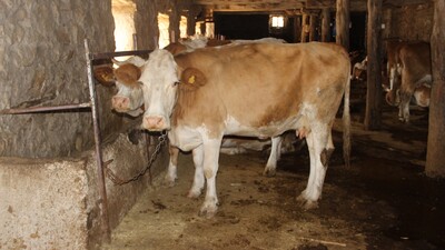 Şarbon belirtileri neler?