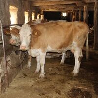 İstanbul'da şarbon alarmı! Son dakika açıklaması geldi