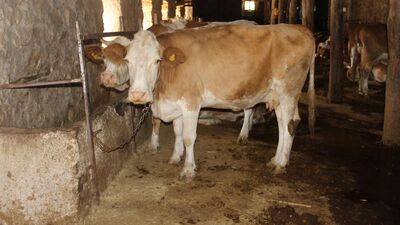 İstanbul'da şarbon alarmı! Son dakika açıklaması geldi