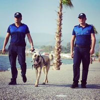 O köpek şimdi zabıtanın 'Aslan' parçası