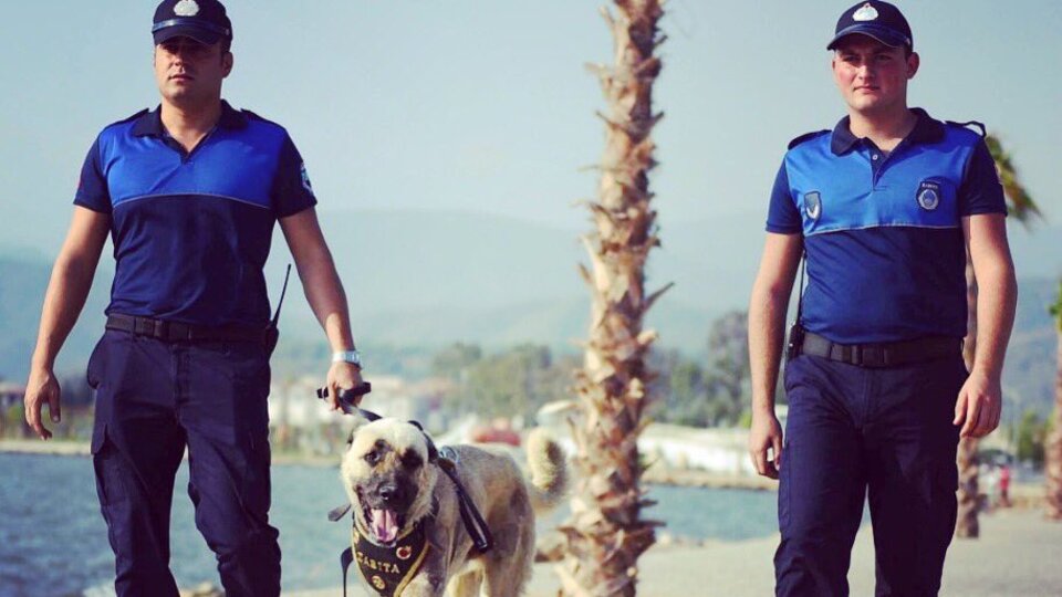 O köpek şimdi zabıtanın 'Aslan' parçası