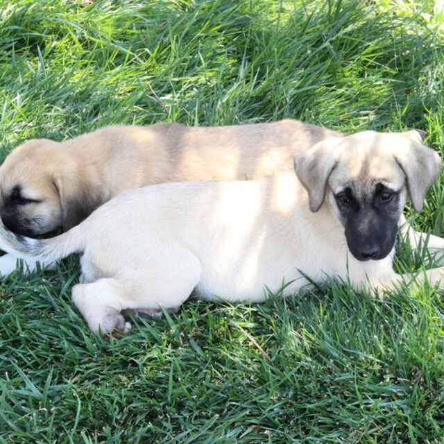 Yine köpek vahşeti! Bu sefer yer Konya!