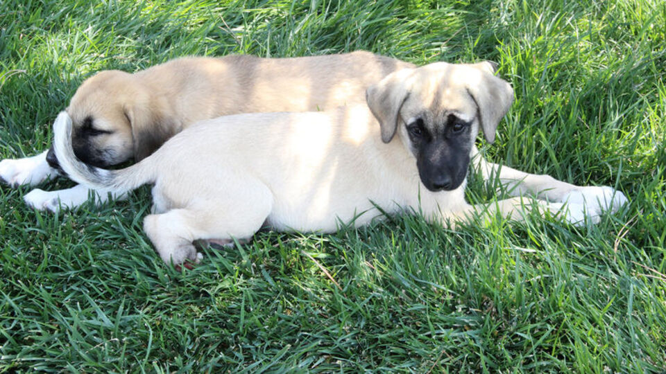 Yine köpek vahşeti! Bu sefer yer Konya!