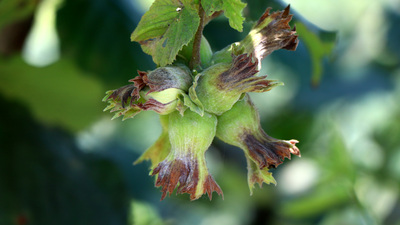 Fındık 1,78 milyar dolar kazandırdı