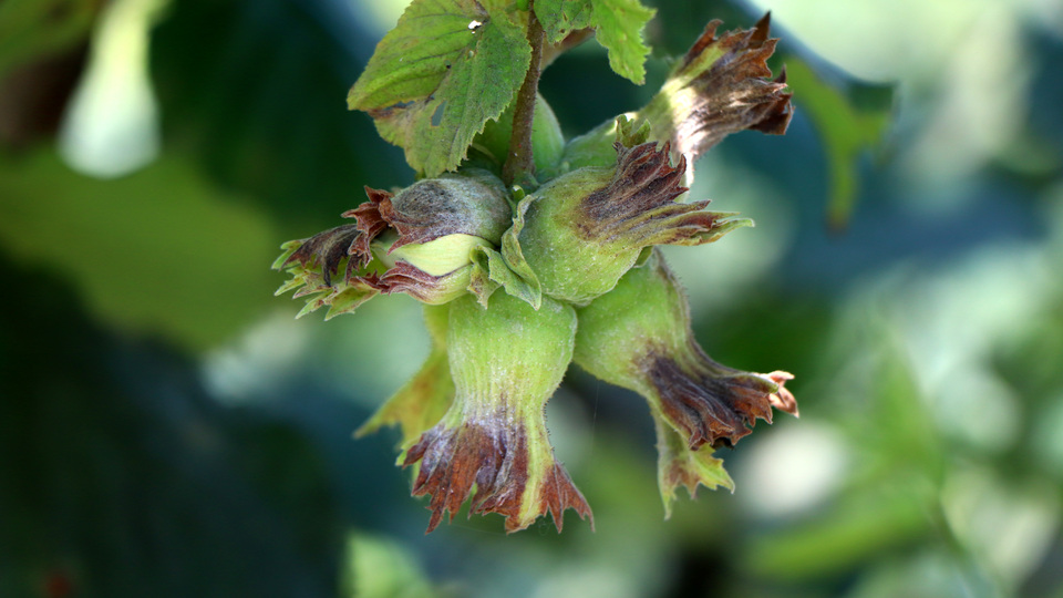 Fındık 1,78 milyar dolar kazandırdı