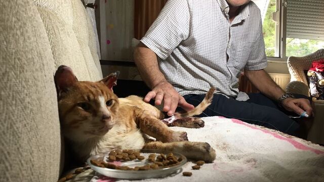 Kediye yapılan işkence dehşete düşürdü