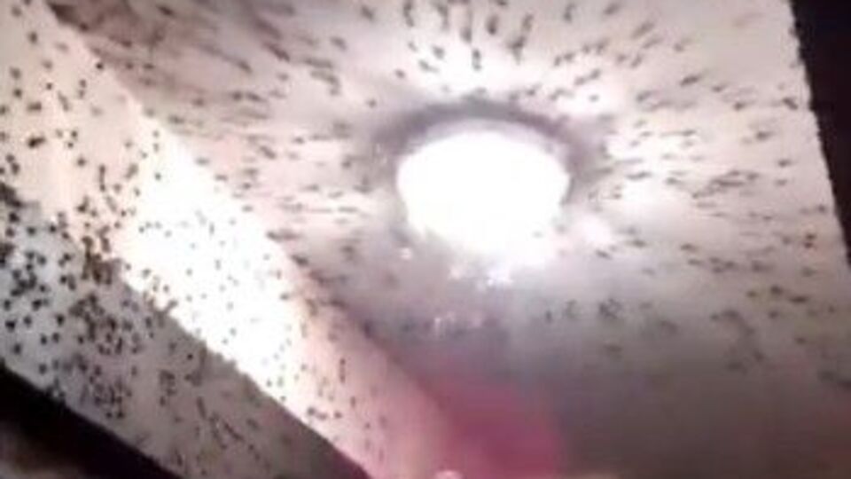 O ilde evleri istila ettiler! Hava kararınca...